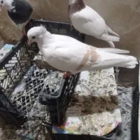 سلام ۶تا کفتر نازار