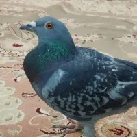 کبوتر رایگان