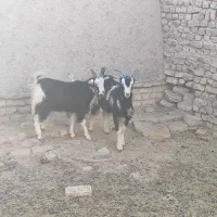 بزغاله نربزی خوشگل|حیوانات مزرعه|جوادآباد, |دیوار