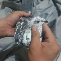 کفتر جوقی|پرنده|زابل, |دیوار