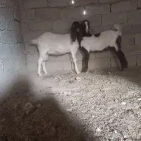 بز مری|حیوانات مزرعه|جزنیک, |دیوار