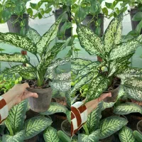 پتوس،کامپکت،شفلر،آگلونما ارزان|گل و گیاه طبیعی|کوچصفهان, |دیوار