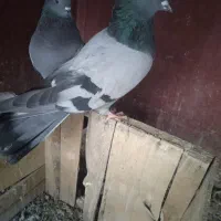 نر و ماده پر پریده و بازیکن