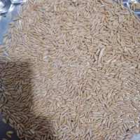 گندم ترتمیز توخم کیلویی 50 هزار