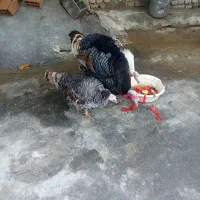 بقلمون‌ یک نر دوتا ماده بزرگ|حیوانات مزرعه|گرگان, |دیوار