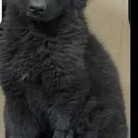 سگ ژرمن