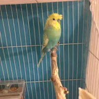 معاوضه جفت مولد مرغ عشق باهرچی ک لازم داشته باشم|پرنده|مشهد, وکیلآباد|دیوار