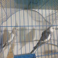 چهار تا عروسی هلندی وایت فیس