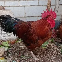 خروس محلی زیبا