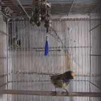 گلبسر جوجه قفس معاوضه