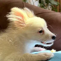 توله سگ پامرانین /پامر روباهی نر|سگ|ری, دیلمان|دیوار