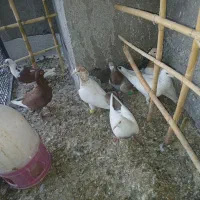 کبوتر|پرنده|هلالی, |دیوار