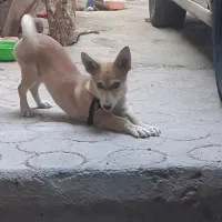 سگ پاکوتانر