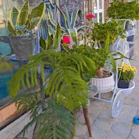 گلفروشی گیاهان آپارتمانی|گل و گیاه طبیعی|مهدی شهر, |دیوار