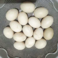 تخم اردک اسراییلی