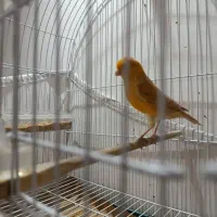 قناری نر اوپال قرص|پرنده|تهران, مینابی|دیوار