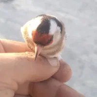 دوعدد سهره ماده دونه ای هشت صد هزار تومان