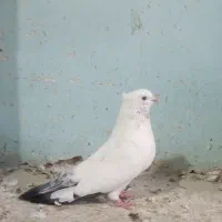 نرو ماده روزگاری