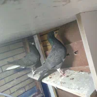 جوجه دم سفید|پرنده|زرند, |دیوار