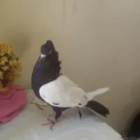 کفتر|پرنده|شیراز, لب آب|دیوار