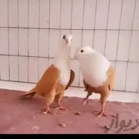 کود کبوتر  و مرغ