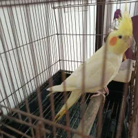 طوطی رام سخن گو