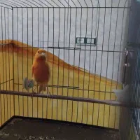 قناری پرتقالی|پرنده|محمدیه-قزوین, |دیوار