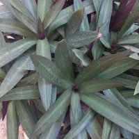 گل وگیاه|گل و گیاه طبیعی|بهارستان, |دیوار