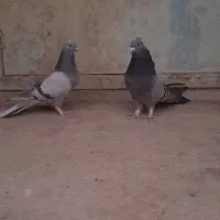 ماده پر نر سبز پر|پرنده|بابا حیدر, |دیوار