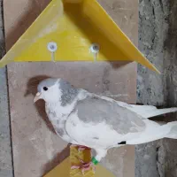 کبوتر ماده افشون الماسی