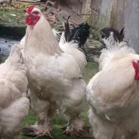 مرغ وخروس برهما|حیوانات مزرعه|رانکوه, |دیوار