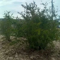 باغ-وباغچه-کوچه-باغ-100ساله-سند-تک-برگ