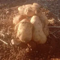 چند خانواده برای کار سیب زمینی نیازمندیم