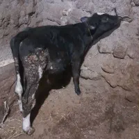 گوساله نر|حیوانات مزرعه|مهربان, |دیوار