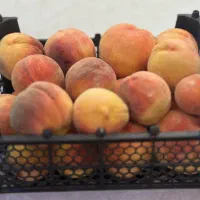 هلو|خوردنی و آشامیدنی|اصفهان, بهارستان|دیوار