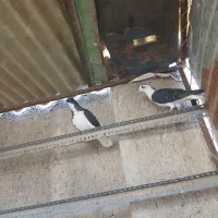 کفتر ‌پرشی‌‌|پرنده|قزوین, |دیوار