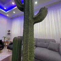 کاکتوس زیبا و قطور