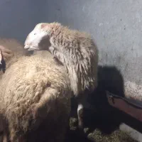 گوسفند نر|حیوانات مزرعه|مشگین شهر, |دیوار