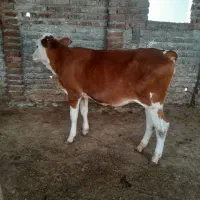 یک راس گوساله نرشیرمست خوراک میخوره