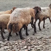 نر افشار کار بلد