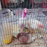 مرغ و خروس نیمچه