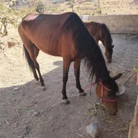 مادیون و کره نریون|اسب و تجهیزات اسب‌سواری|هشتگرد, هشتگرد قدیم|دیوار