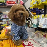 پودل ماده 6ماهه