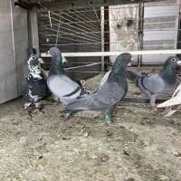 فروش تعدادی کبوتر