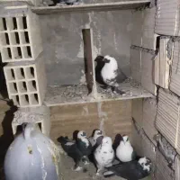 7عدد کبوتر نقش قیمت 4900