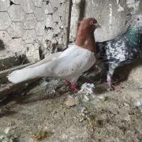 کبوتر فروشی