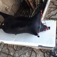 مشک اب|صنایع دستی و سایر لوازم تزئینی|آبدانان, |دیوار