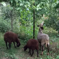 دوقلو زا شکم سوم