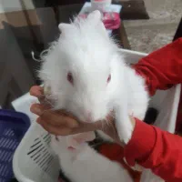 خرگوش سفید لوپی|موش و خرگوش|یزد, |دیوار