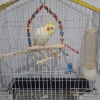 با سلام فروش عروس هلندی|پرنده|آبپخش, |دیوار